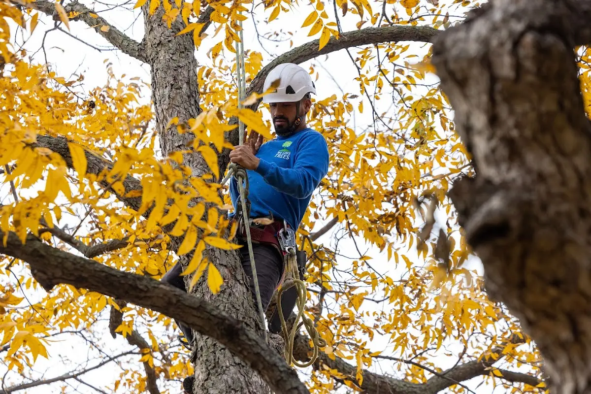 Skilled Tree Planing crew working in Copenhagen